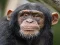 שפּיל Chimpanzee Jigsaw אָנליין
