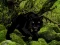 שפּיל Escape from Black Panther Forest אָנליין