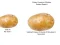 שפּיל Potato Construct 2 Edition אָנליין