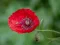 שפּיל Poppy Nature Flower Jigsaw אָנליין