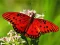 שפּיל Nature Jigsaw Puzzle Butterfly אָנליין