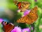 שפּיל Butterfly Slide אָנליין