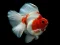 שפּיל Gold Fish Jigsaw Puzzle אָנליין