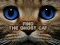 שפּיל Find the Ghost Cat אָנליין