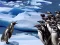 שפּיל Penguins Slide אָנליין