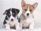 שפּיל Cute Puppies Puzzle אָנליין