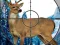 שפּיל Sniper Stag Hunter אָנליין