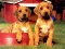 שפּיל Puppy Pairs Puzzle אָנליין