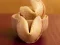 שפּיל Fortune Cookies אָנליין