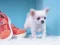 שפּיל Lovely Puppy Puzzle אָנליין