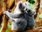 שפּיל Cute Baby Koala Bear אָנליין