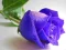 שפּיל Blue Roses אָנליין