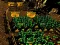 שפּיל Pixel Farm אָנליין