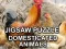 שפּיל Jigsaw Puzzle Domesticated Animals אָנליין