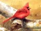 שפּיל Art Birds Puzzle אָנליין