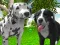 שפּיל Dog Simulator 3d אָנליין