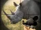 שפּיל Wild Rhino Hunter אָנליין