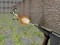 שפּיל Bullet Fire אָנליין
