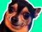 שפּיל What meme dog are you ? אָנליין