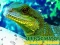 שפּיל Chinese Water Dragon Jigsaw אָנליין