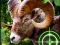 שפּיל Crazy Goat Hunter 2020 אָנליין