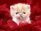 שפּיל Funny Kitty אָנליין
