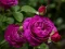 שפּיל Purple Roses אָנליין