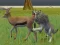 שפּיל Wolf Life Simulator אָנליין