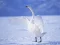 שפּיל Graceful Swans אָנליין