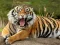 שפּיל Animals Jigsaw Puzzle Tiger אָנליין