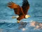 שפּיל Animals Jigsaw Puzzle Eagle אָנליין