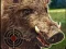 שפּיל Boar Hunting Jigsaw אָנליין