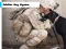 שפּיל Soldier Dog Jigsaw אָנליין