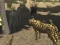שפּיל African Cheetah Hunting Simulator אָנליין