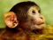 שפּיל Funny Baby Monkey אָנליין