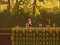 שפּיל The Lost Forest אָנליין