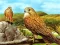 שפּיל Birds of Prey Slide אָנליין