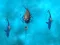 שפּיל Avoid the Sharks אָנליין