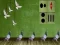שפּיל Pigeon Escape 2 אָנליין