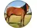 שפּיל Animal Quiz אָנליין
