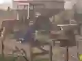 שפּיל Hog farm אָנליין