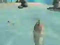 שפּיל Shark Simulator Beach Killer אָנליין