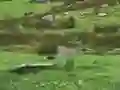 שפּיל Pigeons Hunting אָנליין