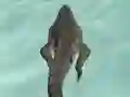 שפּיל Crocodile Simulator Beach Hunt אָנליין