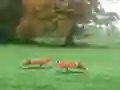 שפּיל Hunted Fox אָנליין