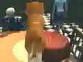 שפּיל Dog Simulator: Puppy Craft אָנליין