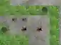 שפּיל Spider Tower Defence אָנליין