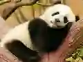 שפּיל Animal Differences אָנליין