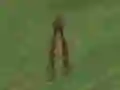 שפּיל Dino Hunt אָנליין