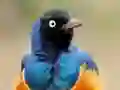 שפּיל Animal Puzzle: Wildlife & Logic אָנליין